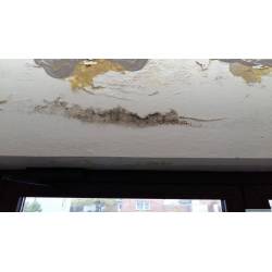 Spox pogromca pleśni